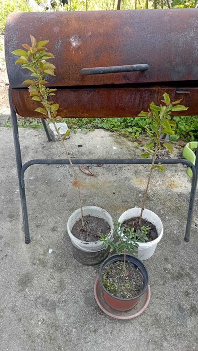 Duas cerejeiras e uma oliveira