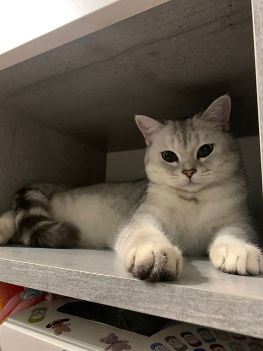 Шукаємо кота для вʼязки