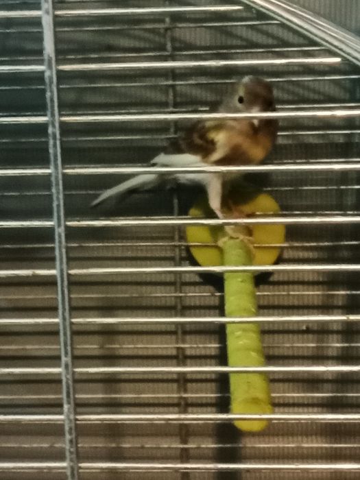 Kanarki miniatura hiszpańska