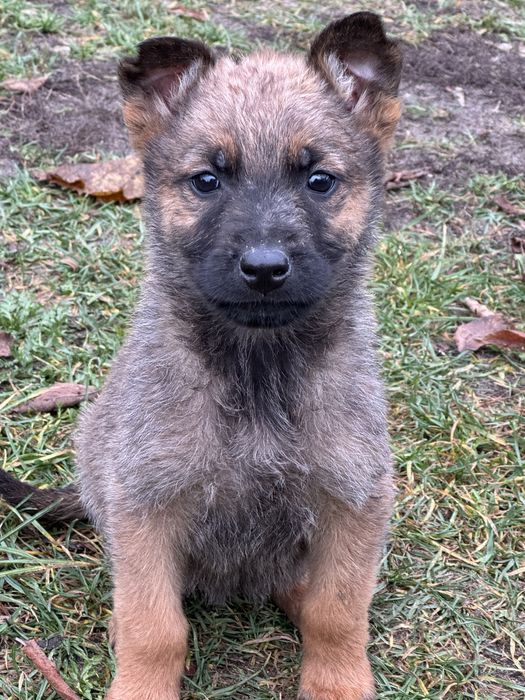 Owczarki belgiski/niemiecki