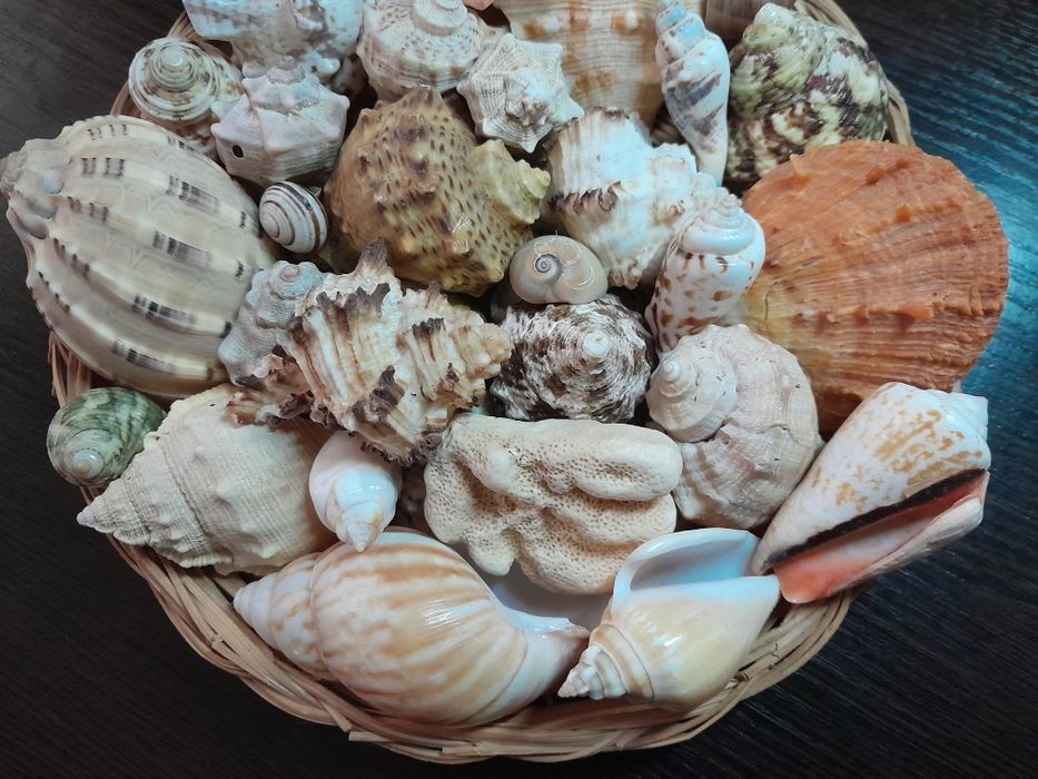 Морські мушлі ракушки