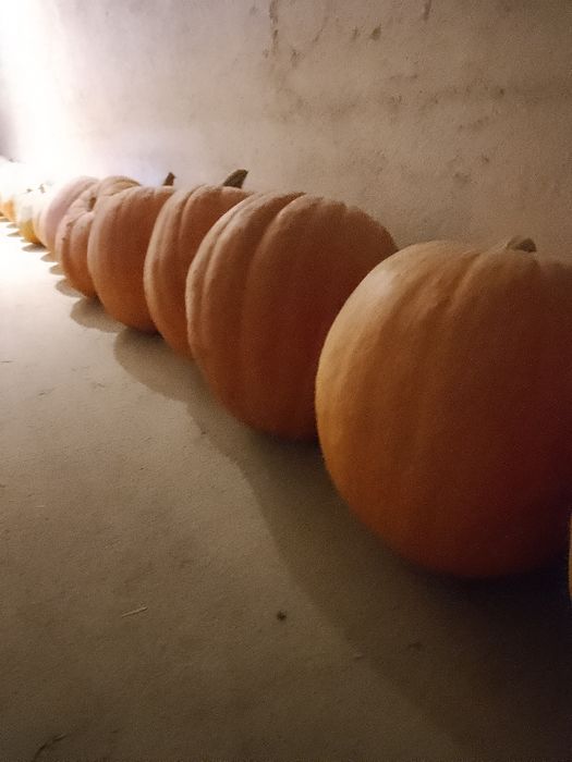 Promocja! Dynie bez nawozu i oprysku