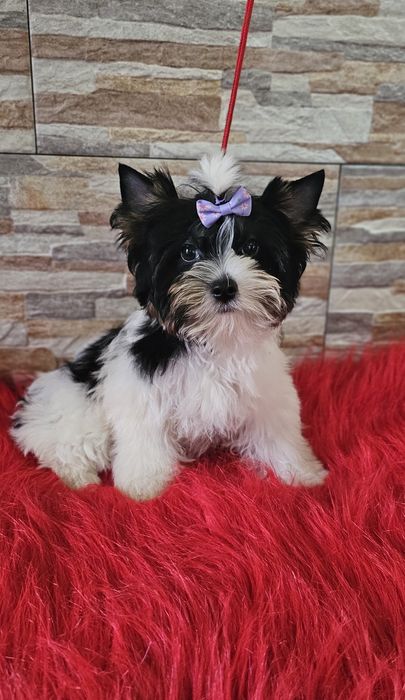 Yorkshire Terrier Biewer uroczy piesek york