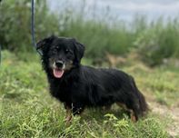 Tobi do adopcji!