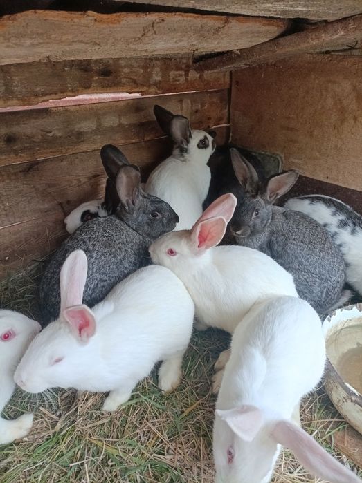 Продам Кролів 4 місяці.