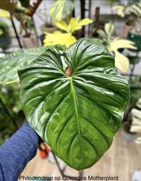 Philodendron sp colombia kolekcja