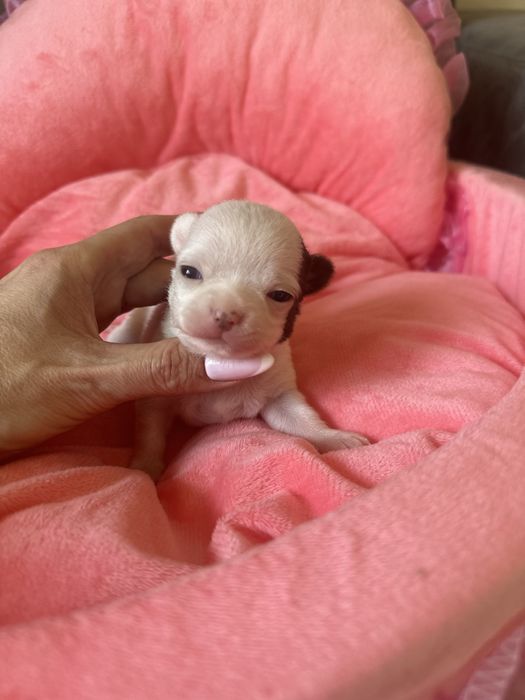 Chihuahua dziewczynka xxs