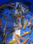 Karp koi ryby do oczek