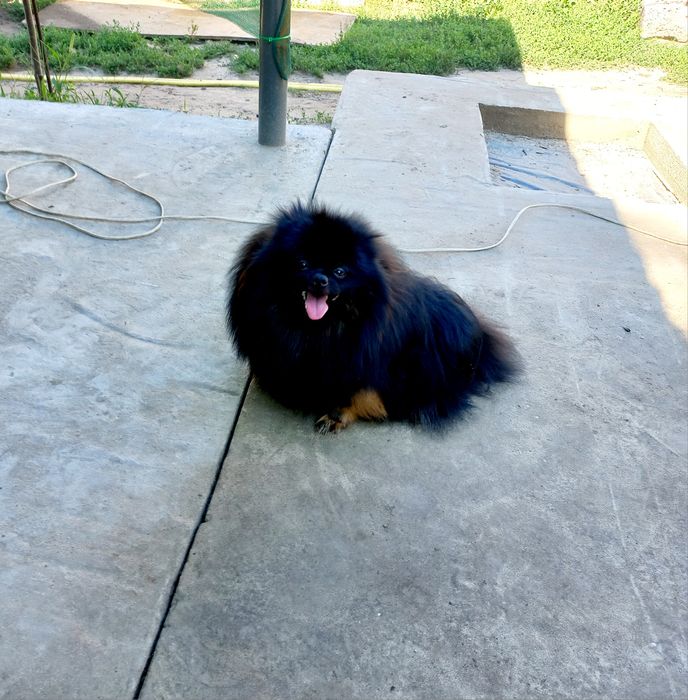 Вязка померанский шпиц