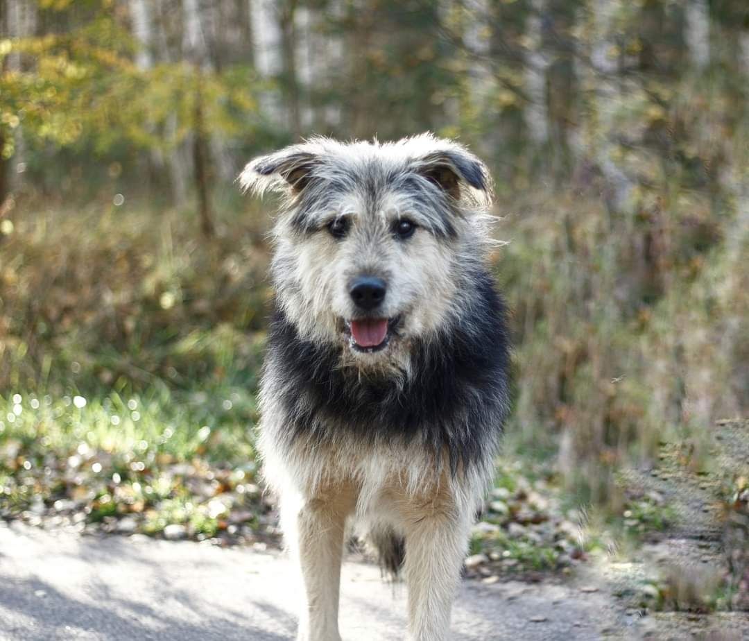 Młody, kochany Onyx szuka domu!