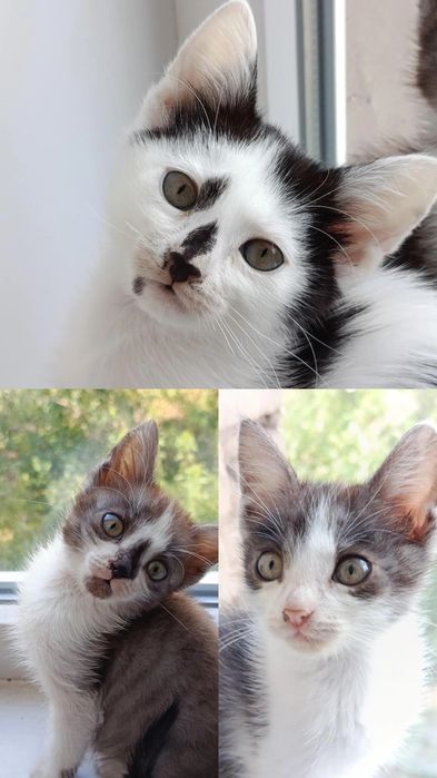 Віддам кошенят в добрі руки