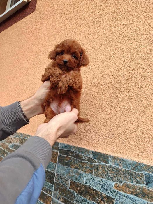 Чудовий той пудель з доставкою у Ваше місто