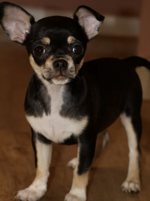 Chihuahua-Czarny Podpalany Piesek