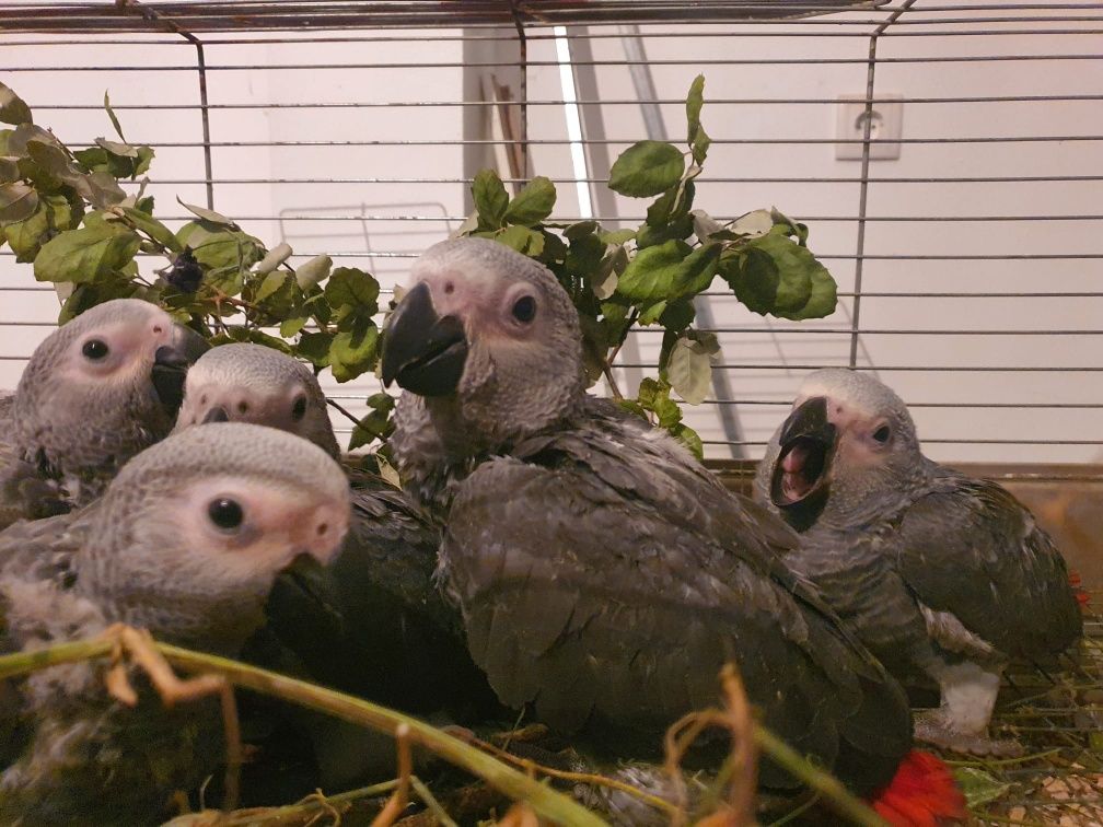 Papagaios cinzentos meigos