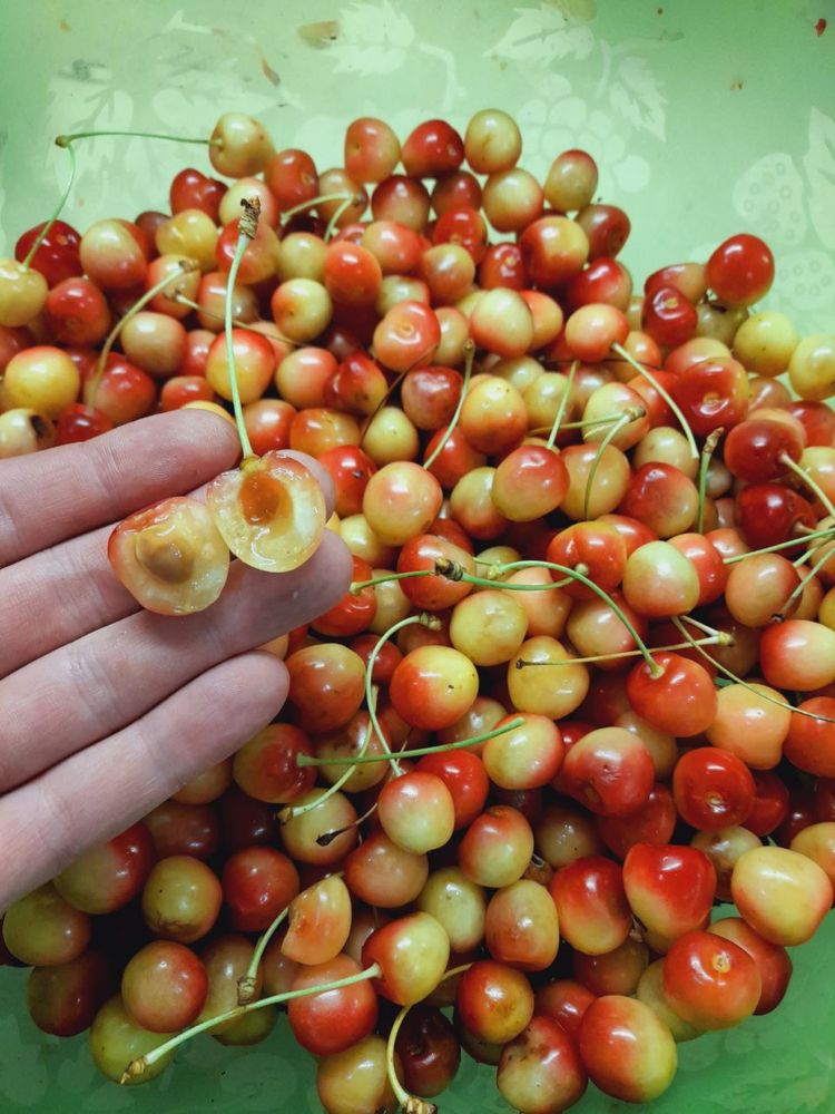 Продам желтую черешню Оптом и в Розницу! От 5 кг доставка БЕСПЛАТНО!
