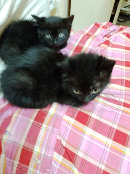 Маленькие чёрные котята котёнок мальчики срочно ищут дом! Отдам в хоро