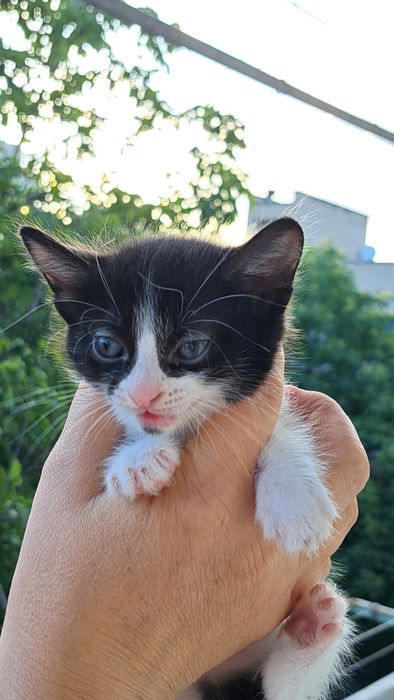 Отдам котят от домашней кошки