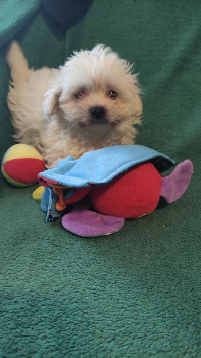 Maltipoo puchata kilka chłopiec Warszawa pudel maltańczyk