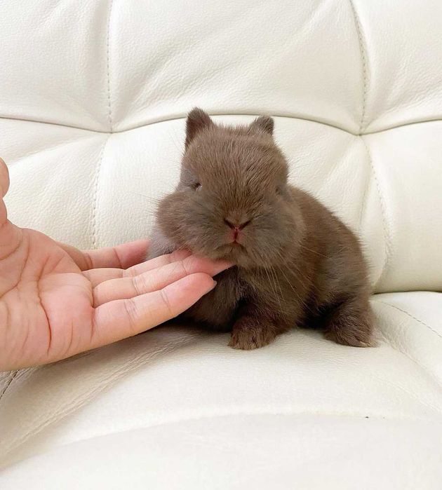 Coelhos anões bebés + gaiola nova + alimentação adequada