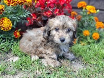 Maltipoo z metryką