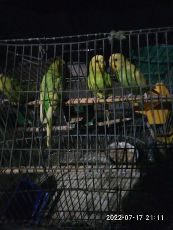 Волнистые попугаи Самки желто -зеленого цвета 1 год