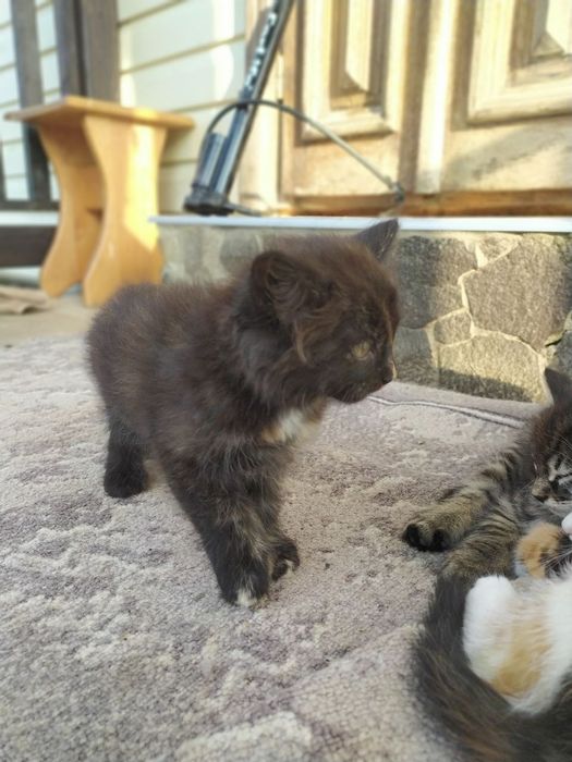 Віддам кошенят у добрі руки