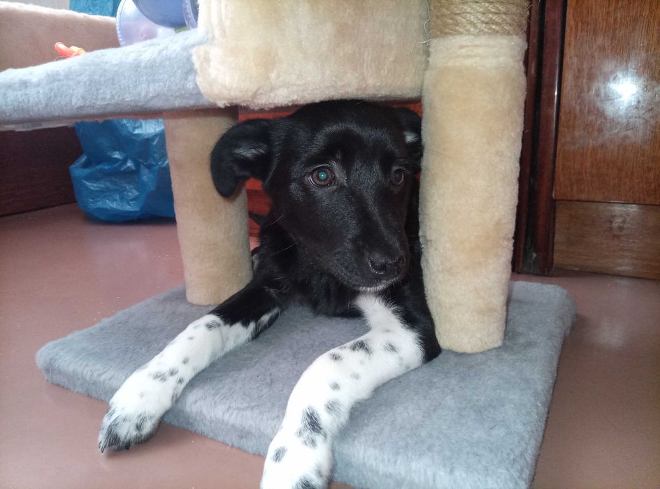 Отдам двух щенков