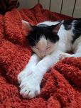 Filipek- wyjątkowy kociak do adopcji