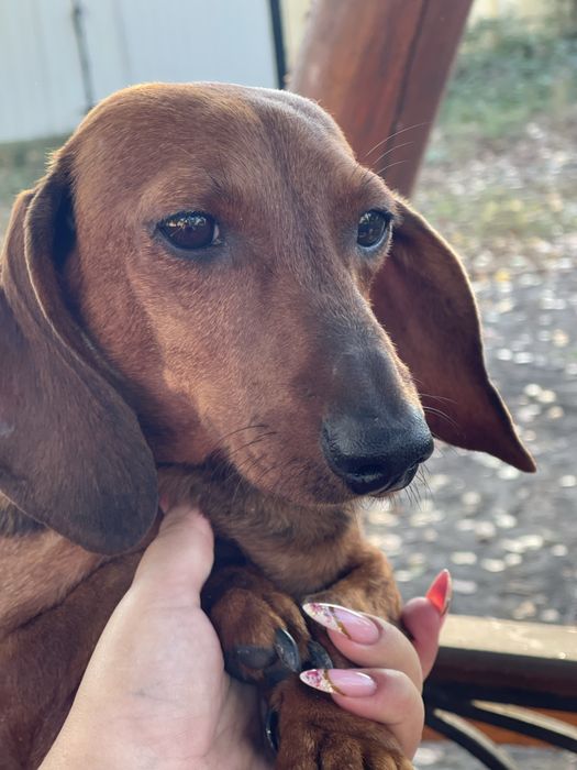 Девочка такса в семью