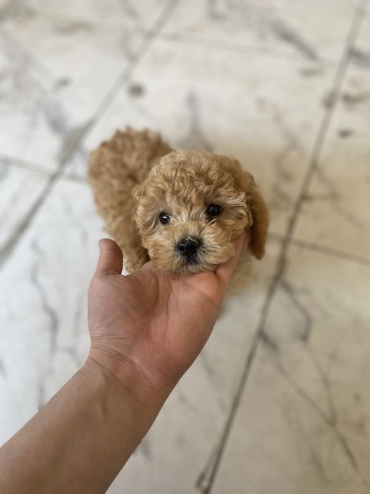 Мальтипу мини малыш в типе Тедди