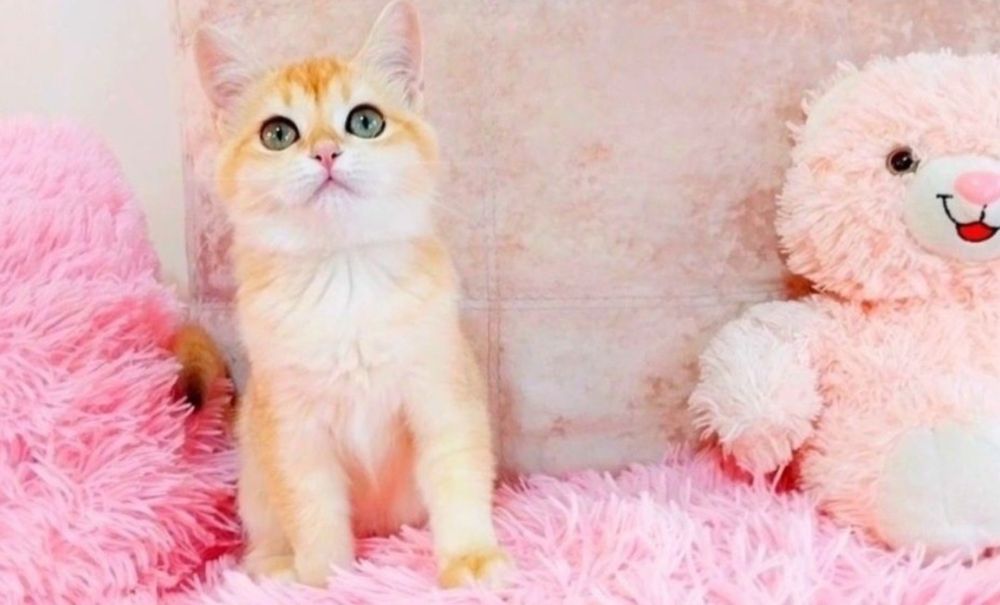 Золота дівчинка красунечка шиншилка