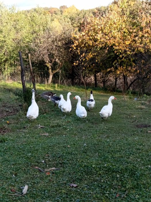 Sprzedam Gęsi 50zł kg