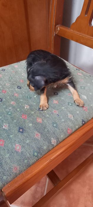 Pinscher x Yorkshire