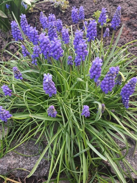 Мускарі сині квіти