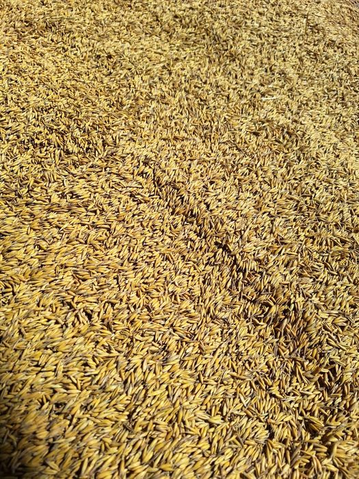 Sprzedam zboże owies, jęczmień, pszenice i żyto