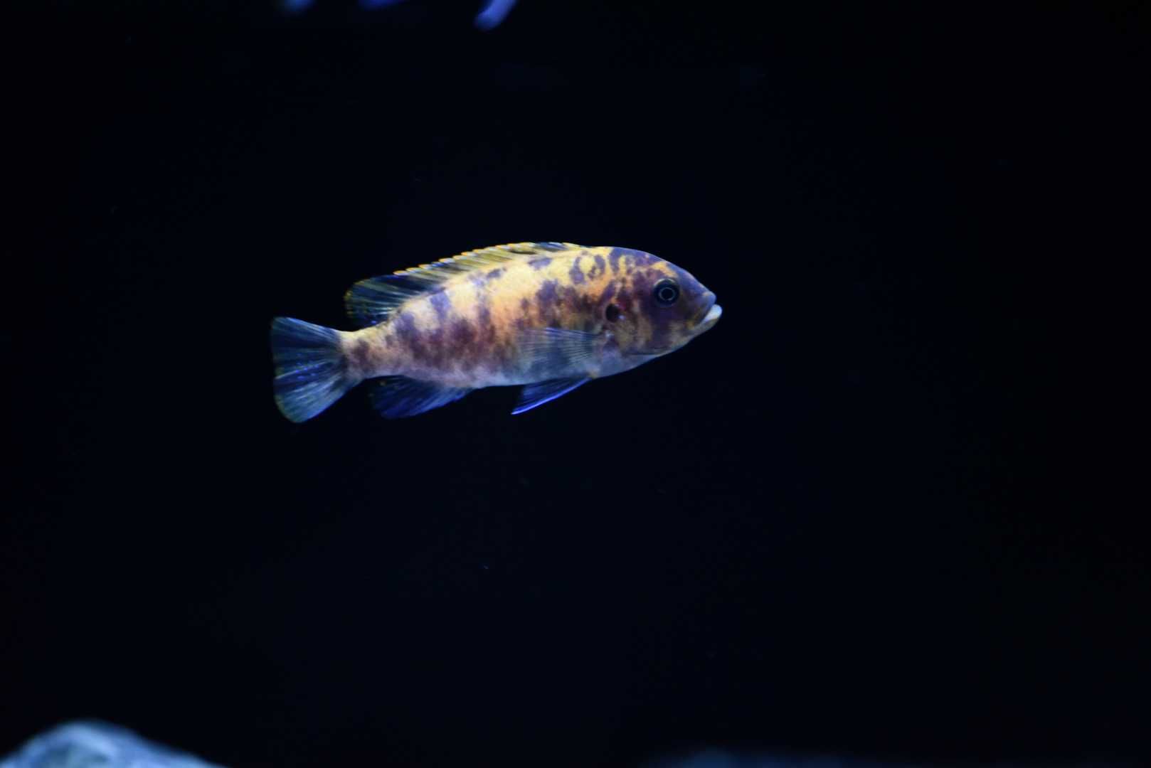 Pyszczaki Malawi Metriaclima Estherae (Minos Reef) polecam !!