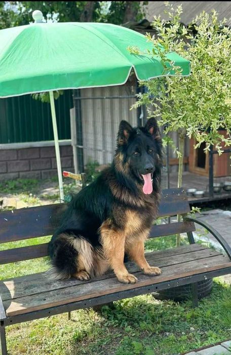 Питомник продает щенков длинношерстной немецкой овчарки