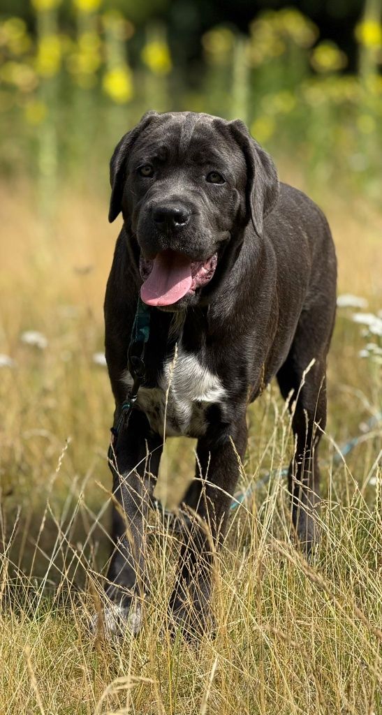 Sunia Cane Corso Italiano 5mc