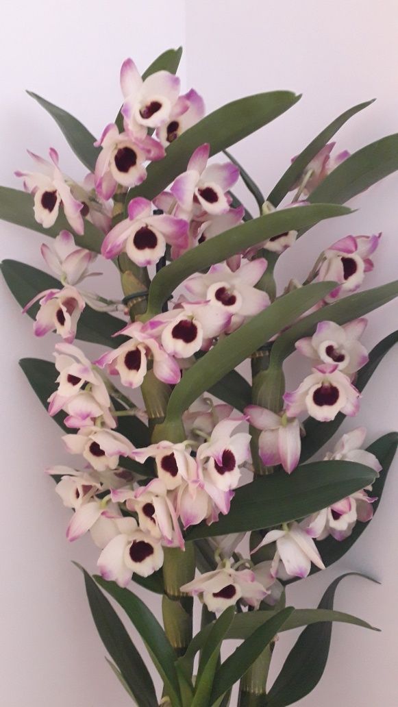 Дендробиум Орхидея Цветущая