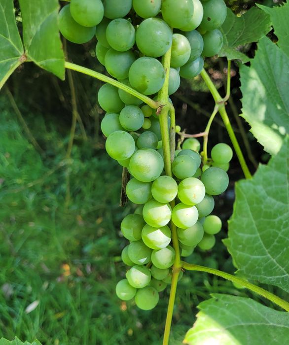 Winogrono jasne cena za 3kg