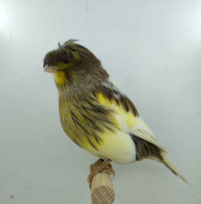 Kanarek kanarki gloster samica