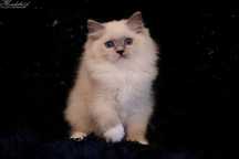 Ragdoll, przepiękna koteczka blue mitted z prawdziwym rodowodem FPL
