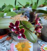 Орхідея міді цвіте Тайсуко кобальт