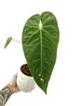 Anthurium Queremalense