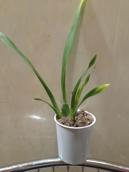 Орхидея Онцидиум Red Fantasy.