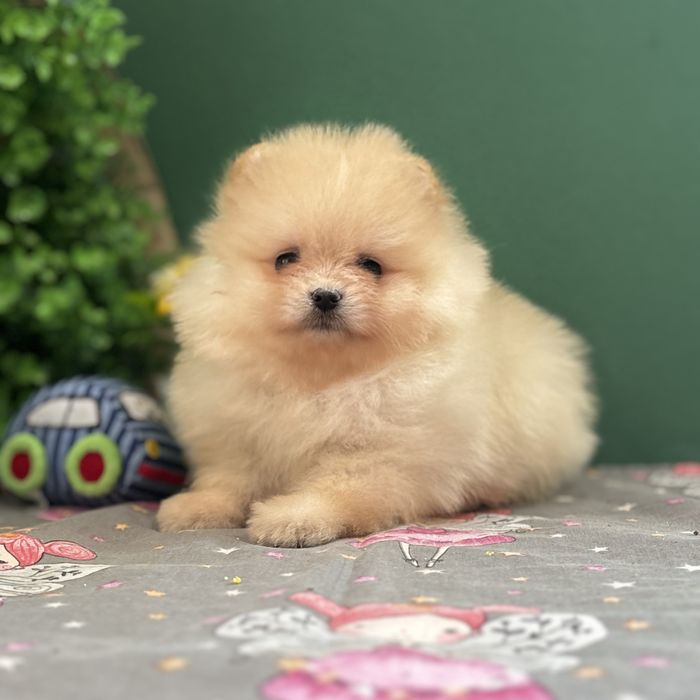 лялькова дівчинка тип ведмедика