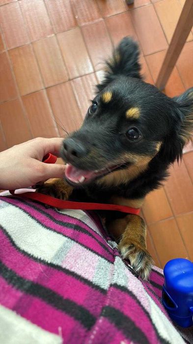 Cadelinha mestiça de 2 anos para adoção.