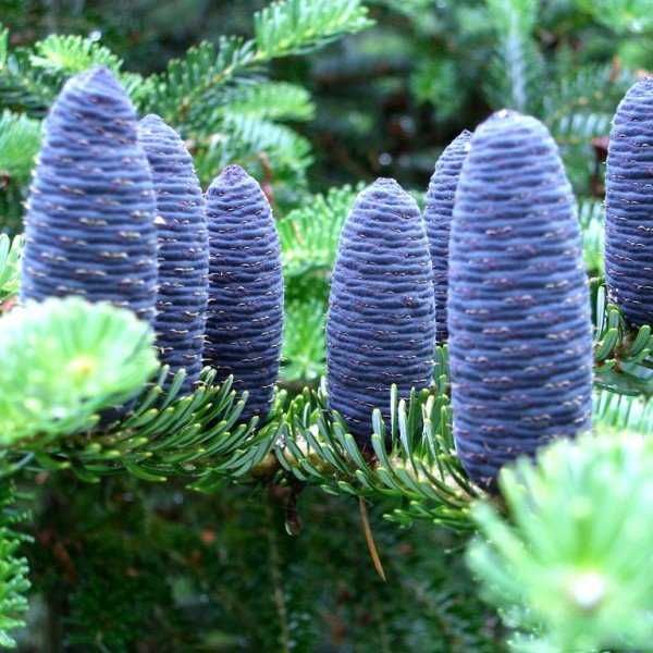 Jodła koreańska(Abies Koreanka)