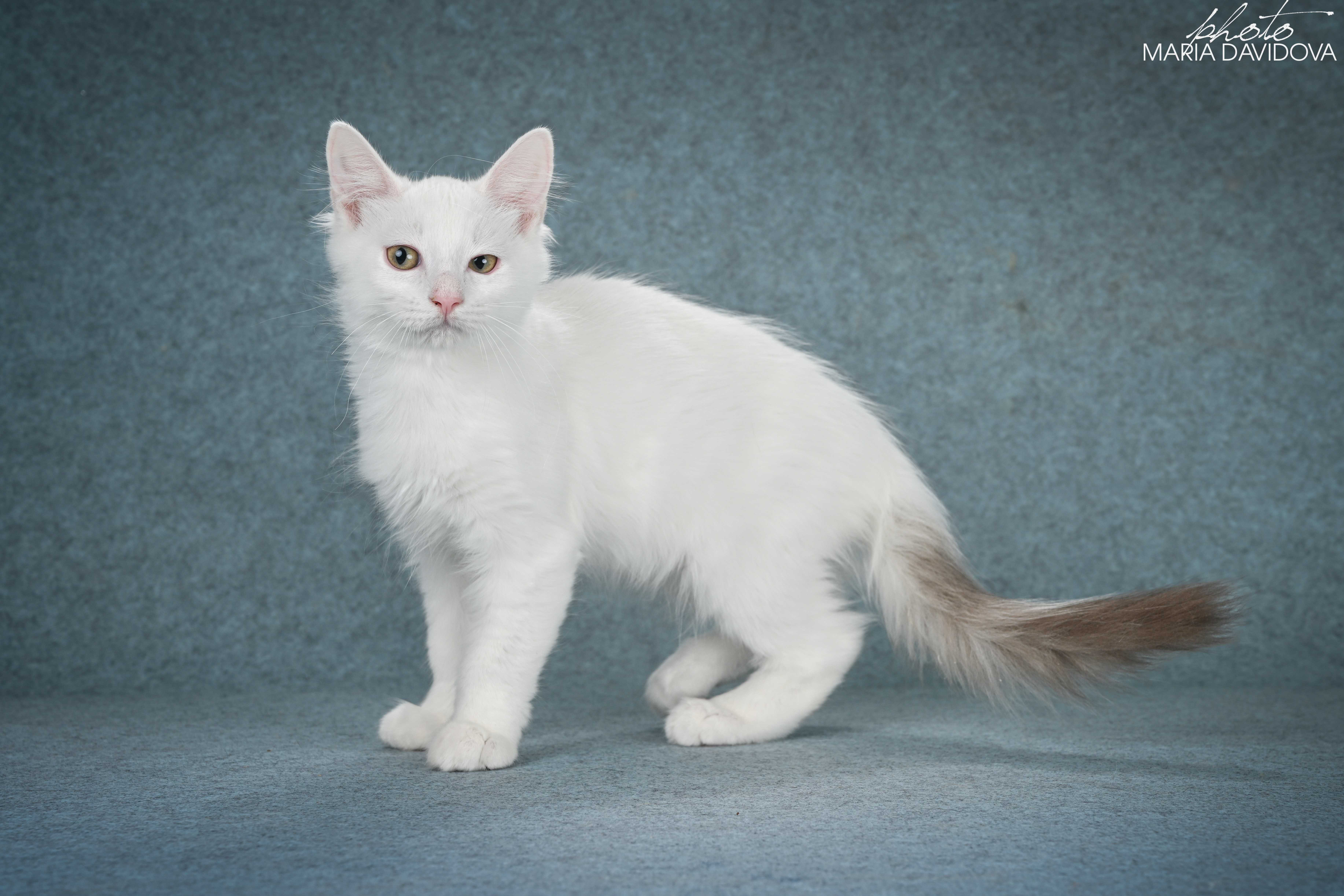 котик манчкин лонг длинные лапки