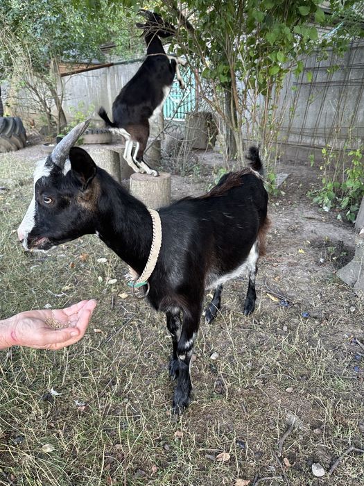 Продається козочка